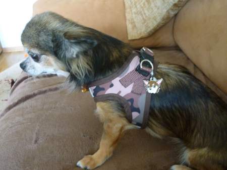 chihuahua bonnie1.jpg